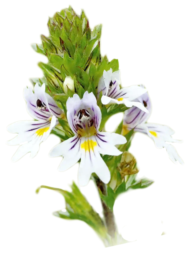 Image is not available